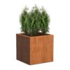 Plantenbak Carrez zonder bodem 80x80x80 cm