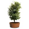Plantenbak Conic met Poten Ø200×80 cm