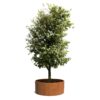 Plantenbak Cirum Ø200×80 cm