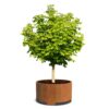 Plantenbak Cirum met poten Ø150×80 cm