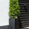 Plantenbak Bouvy  zwart 50x50x120 cm