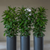 Plantenbak Klax zwart Ø40×80 cm