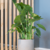 Plantenbak Charlie grijs Ø32×31 cm