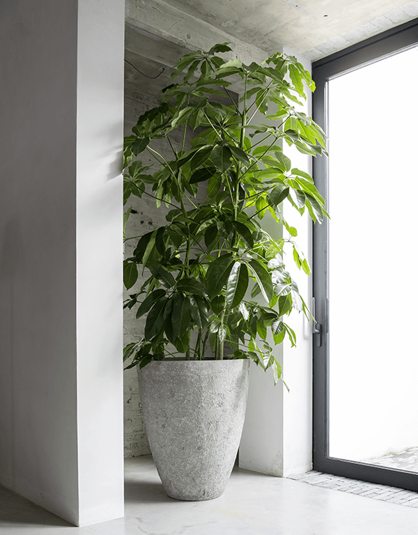 Plantenbak Bernd grijs Ø53×60 cm