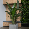 Plantenbak Block lichtgrijs 50x50x50 cm