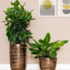 Plantenbak Partner goud Ø43×72 cm