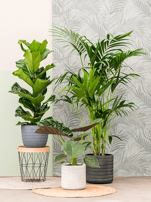 Plantenbak Darcy ruw grijs Ø33×33 cm
