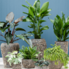 Plantenbak Emperor relic zwart Ø45×75 cm