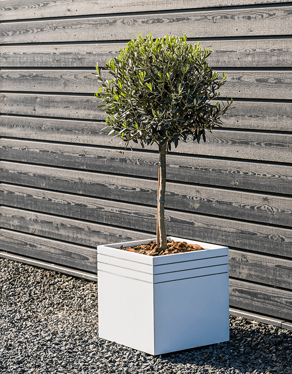 Plantenbak Cube wit 38x38x38 cm