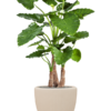 Plantenbak Couple beige Ø50×50 cm