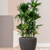 Plantenbak Couple antaciet 58x65x65 cm