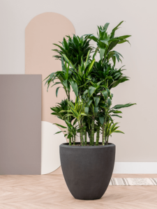 Plantenbak Couple antraciet Ø44×50 cm