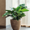 Plantenbak Couple rock Ø65×65 cm