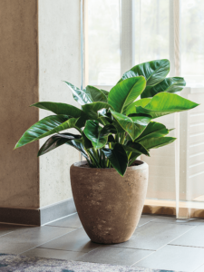 Plantenbak Couple rock Ø65×65 cm
