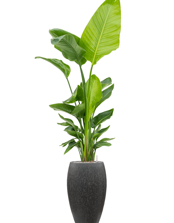 Plantenbak Emperor antraciet Ø37×60 cm