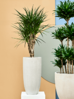 Plantenbak Partner beige Ø32×62 cm Plantenbak Partner beige Ø32×62 cm