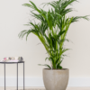 Plantenbak Couple beige Ø54×51 cm