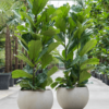 Plantenbak Globe beige Ø55×40 cm