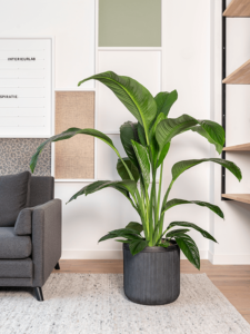 Plantenbak Cylinder antraciet Ø40×40 cm
