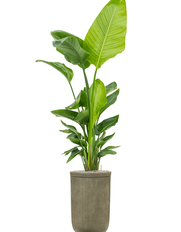 Plantenbak Cylinder groen Ø37×57 cm