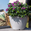 Plantenbak Capi Arc Granite Grijs Ø60×48 cm
