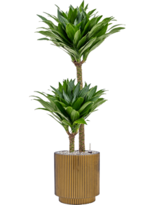 Plantenbak Capi Nature Groove Goud Ø23×25 cm