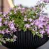 Plantenbak Capi Nature Groove Zwart Ø40×15 cm