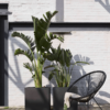 Plantenbak Capi Urban Smooth NL Zwart 50x50x50 cm