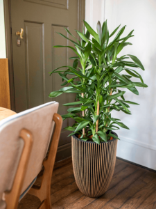 Plantenbak Capi Nature Groove NL Goud Ø34×46 cm