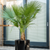 Plantenbak Cylinder Zwart Ø50×50 cm