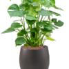 Plantenbak Grigio Bruin Ø42×42 cm