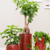 Plantenbak Marly Rood Ø41×38 cm