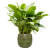 Plantenbak Marly Groen Ø41×38 cm
