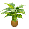Plantenbak Marly Geel Ø41×38 cm