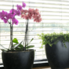 Plantenbak Belia Zwart 41x20x40 cm