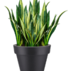 Plantenbak Pure® Antraciet Ø49×44 cm
