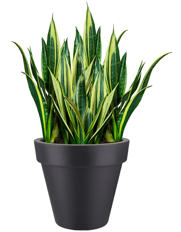 Plantenbak Pure® Antraciet Ø98×89 cm