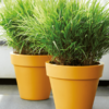 Plantenbak Pure® Geel Ø49×44 cm