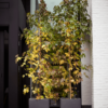 Plantenbak Pure® Antraciet 49x49x49 cm