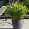Plantenbak Pure® Antraciet Ø49×37 cm