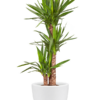 Plantenbak Pure® Wit Ø49×38 cm