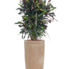 Plantenbak Terra Cotta Oranje Ø36×70 cm
