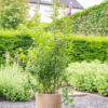 Plantenbak Giedo Beige Ø56×50 cm
