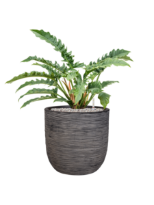 Plantenbak Philodendron  – Capi Nature Rib Ø35×71 cm