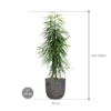 Plantenbak Alii –  Capi Nature Rib Ø35×137 cm