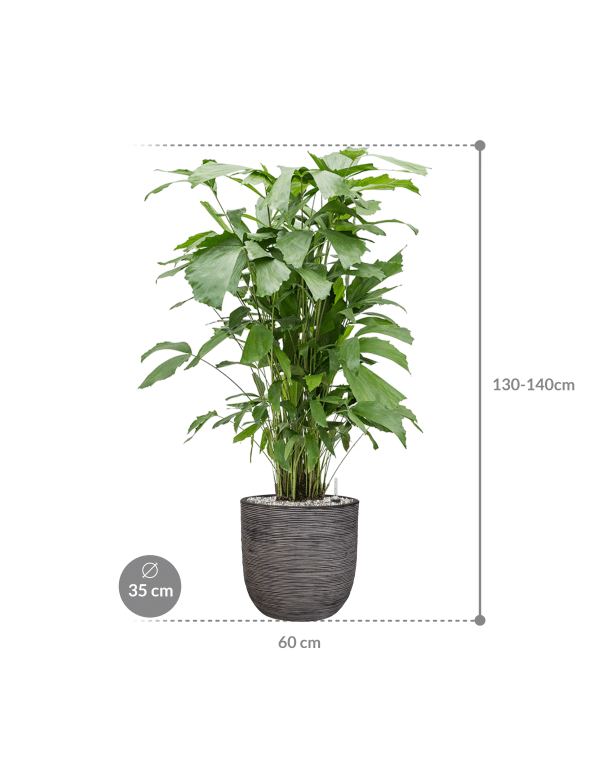 Plantenbak Caryota  mitis – Capi Nature Rib Ø35×126 cm
