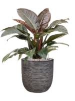 Plantenbak Philodendron
  – Capi Nature Rib Ø35×81 cm