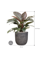 Plantenbak Philodendron
  – Capi Nature Rib Ø35×81 cm
