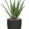 Plantenbak Aloe  vera – Capi Urban Smooth Ø35×82 cm