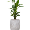 Plantenbak Strelitzia  nicolai – Capi Nature Rib Ø38×137 cm